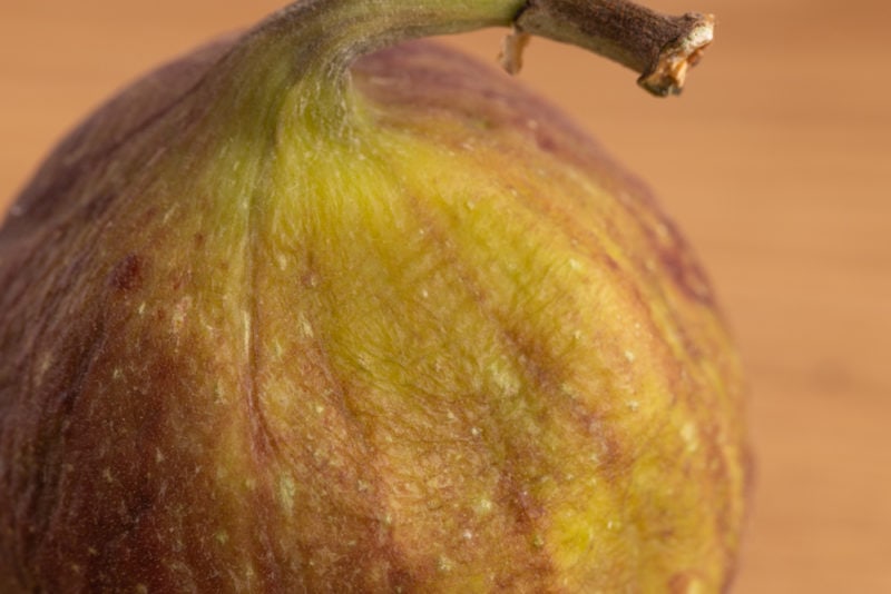 fig wrinkled skin