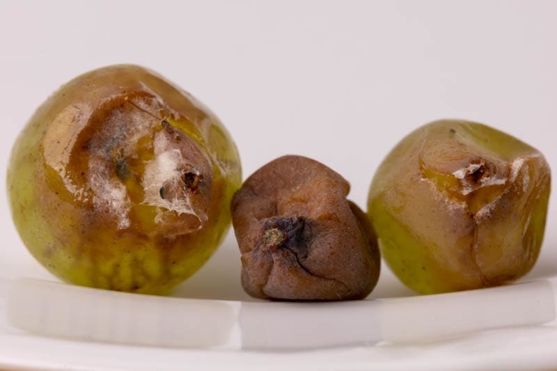 Rotten and moldy grapes