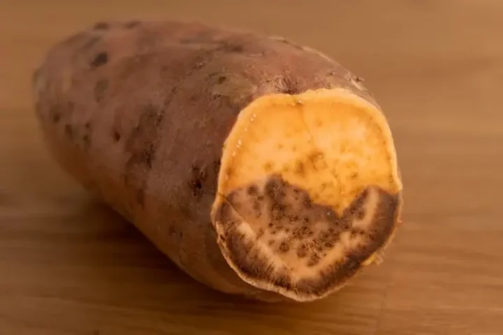 Interior de la patata dulce vieja