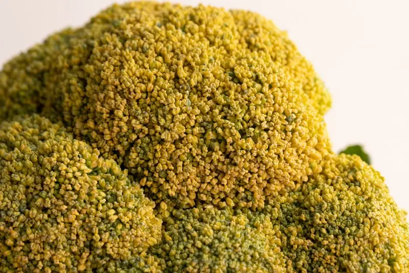 Brócoli amarillento
