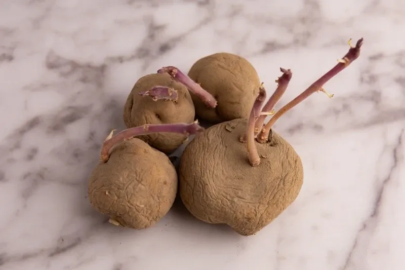 patatas germinadas