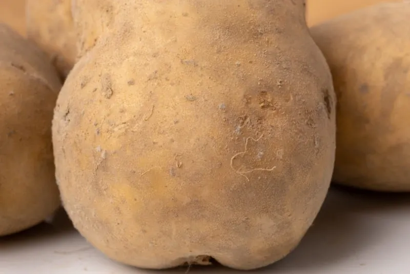 primer plano de una patata