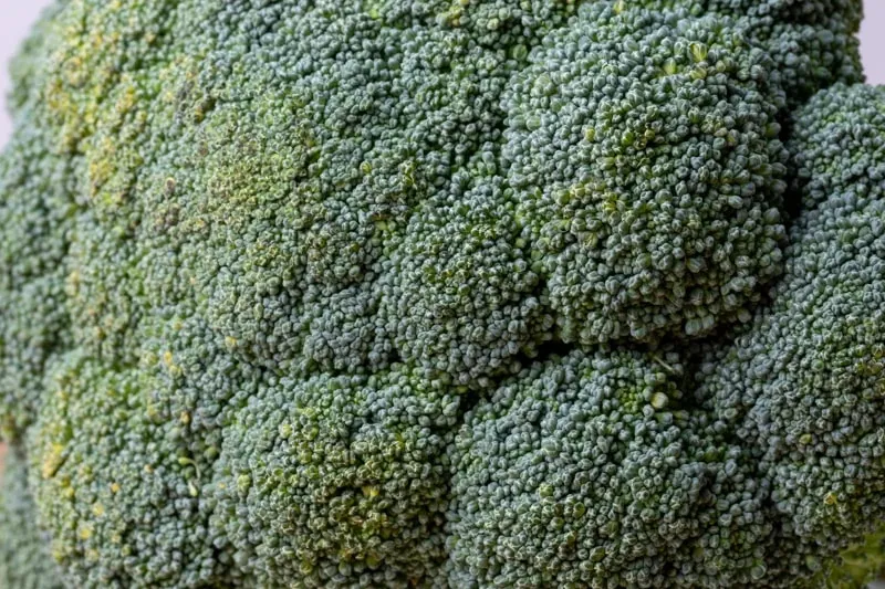primer plano del brocoli