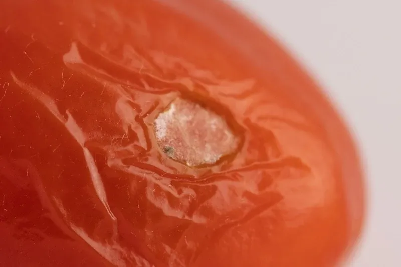 tomate cherry con mancha de moho